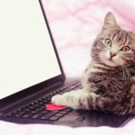 How to pamper your furry pal with these 10 viral pet products Amazon finds