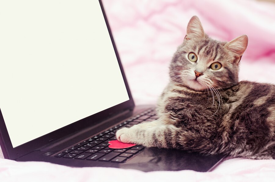 How to pamper your furry pal with these 10 viral pet products Amazon finds